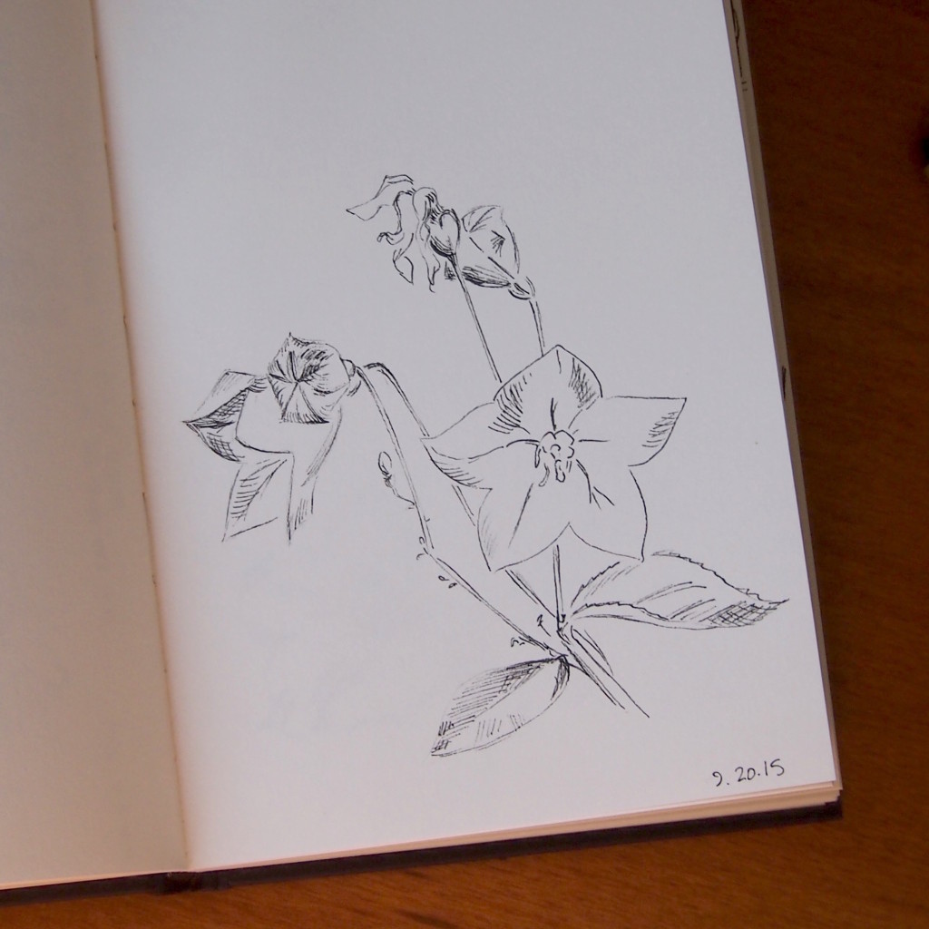 nearly daily doodles nearlydailydoodles flowers caitlin marquis 2015