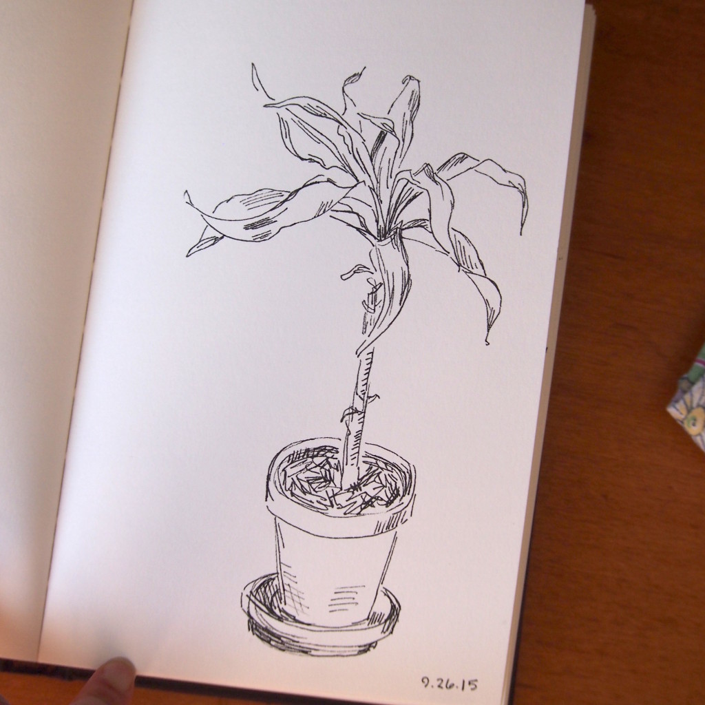 plant nearly daily doodles nearlydailydoodles caitlin marquis 2015